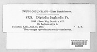 Diplodia juglandis image